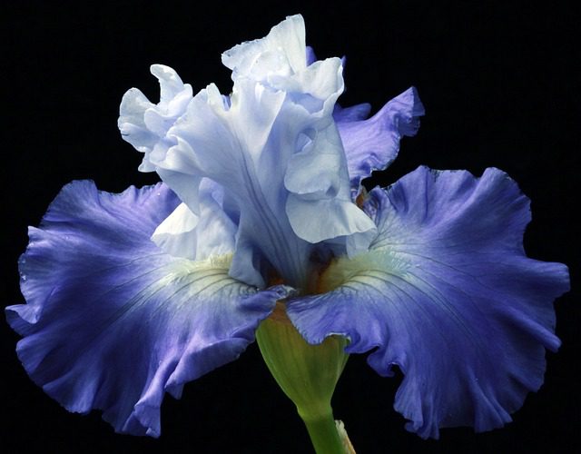 olores de la flor iris