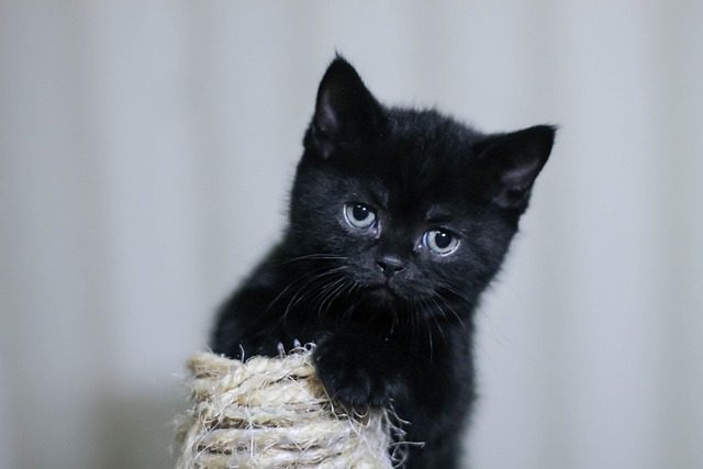 otros significados del sueño con gatos negros
