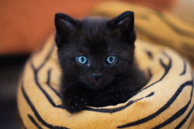 simbolismo del gato negro