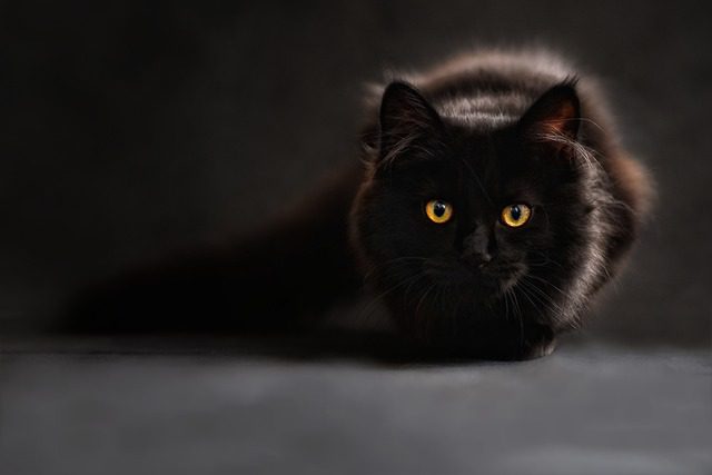 sueño con gato negro