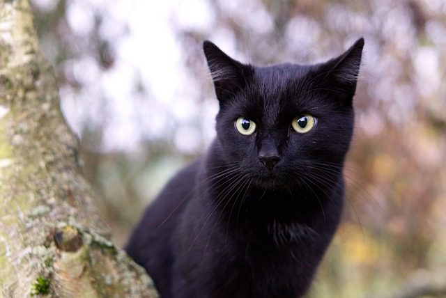tipos de sueños con gatos negros