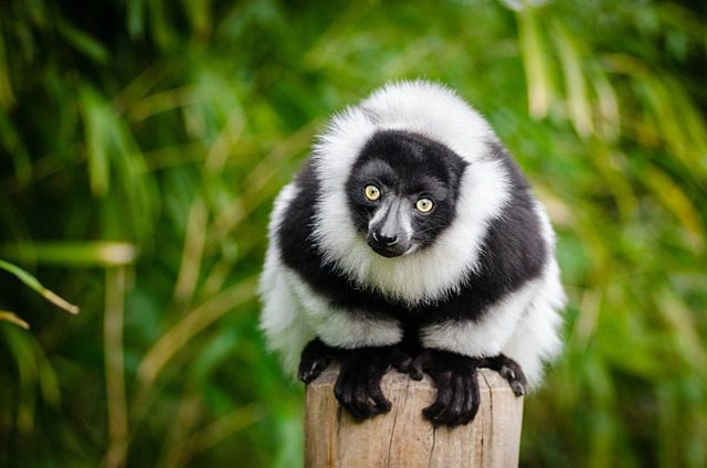 historia del lemur