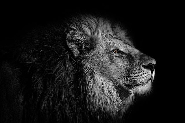 simbologia del leon 