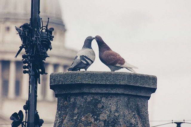 las palomas en pareja simbologia