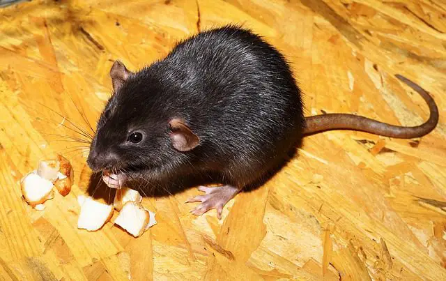 rata comiendo queso