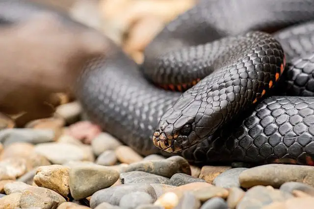 mitos de las serpientes