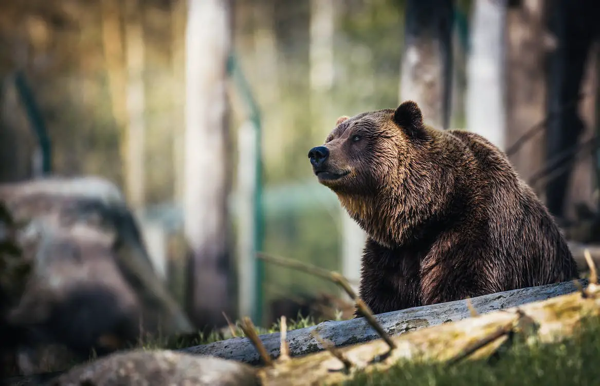 ¿Qué significa soñar con el ataque de un oso?