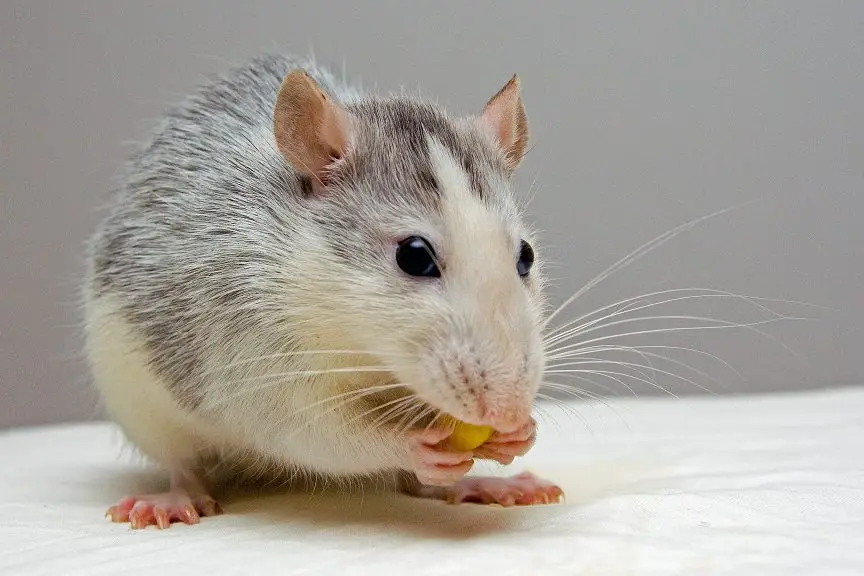 ¿Qué significa soñar con una rata?