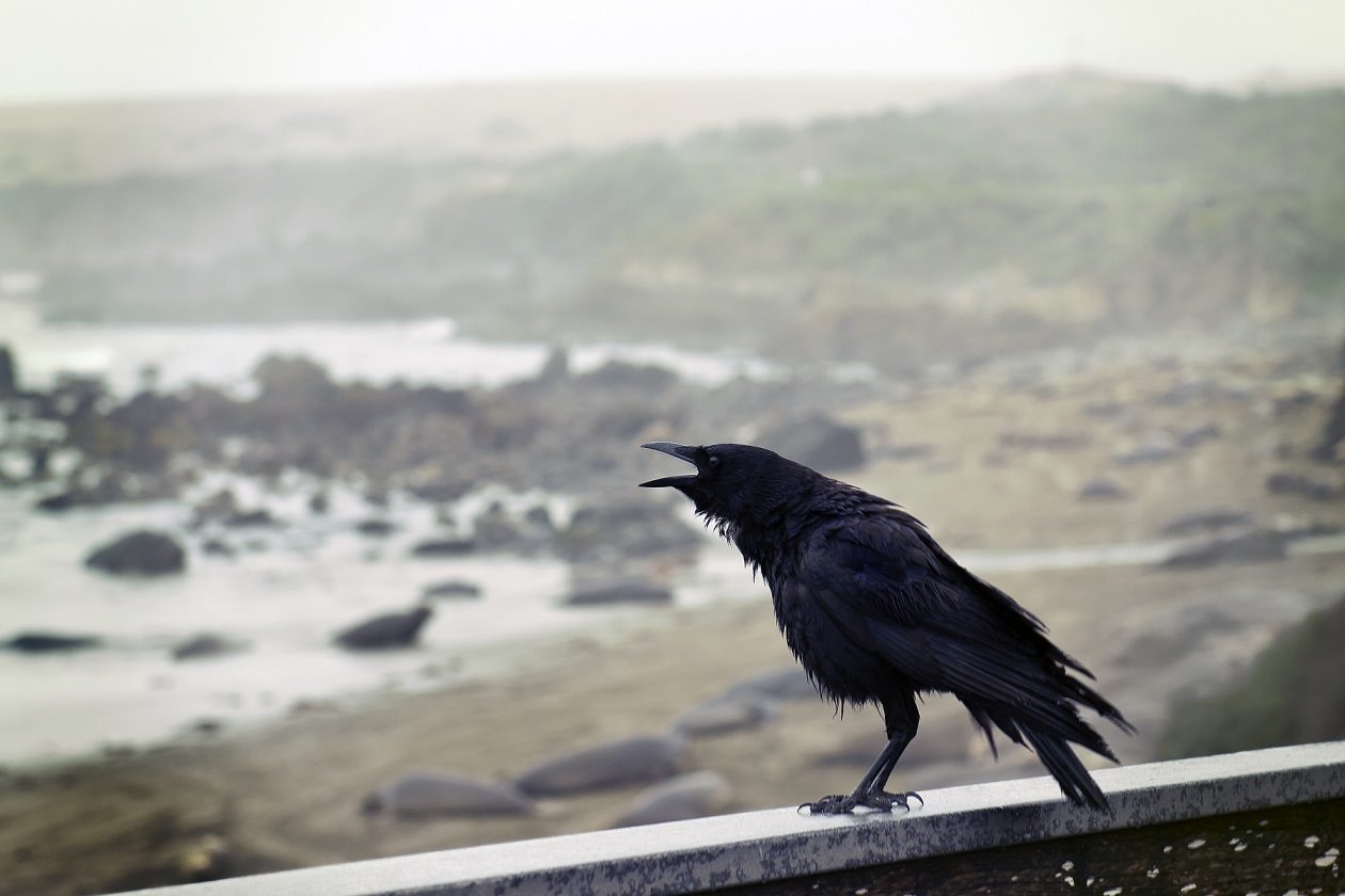 Una pluma de cuervo puede representar cambios importantes en tu vida