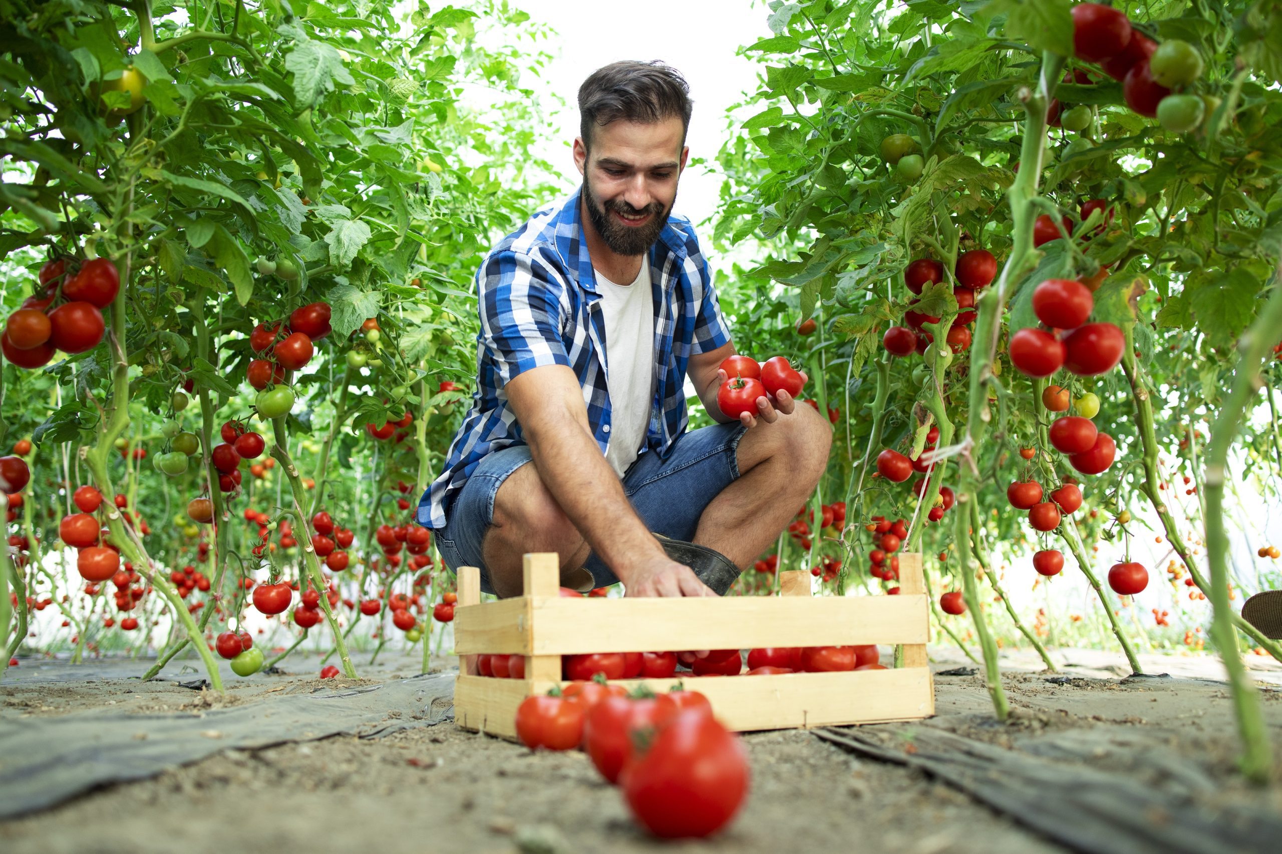 El tomate es uno de los símbolos alimentarios más relevantes que aparece en los sueños