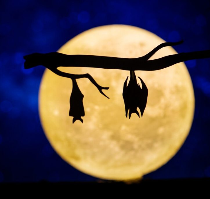 Los murciélagos que te persiguen en tus sueños suelen simbolizar algo que temes